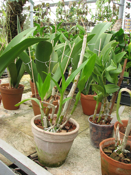 Dendrobium Emma White.jpg