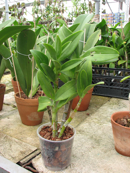 Dendrobium Thongchai three lips.jpg