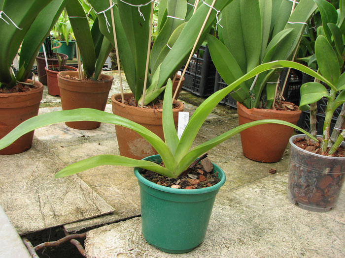 Paphiopedilum Angel Hair x Prince Edward of York.jpg