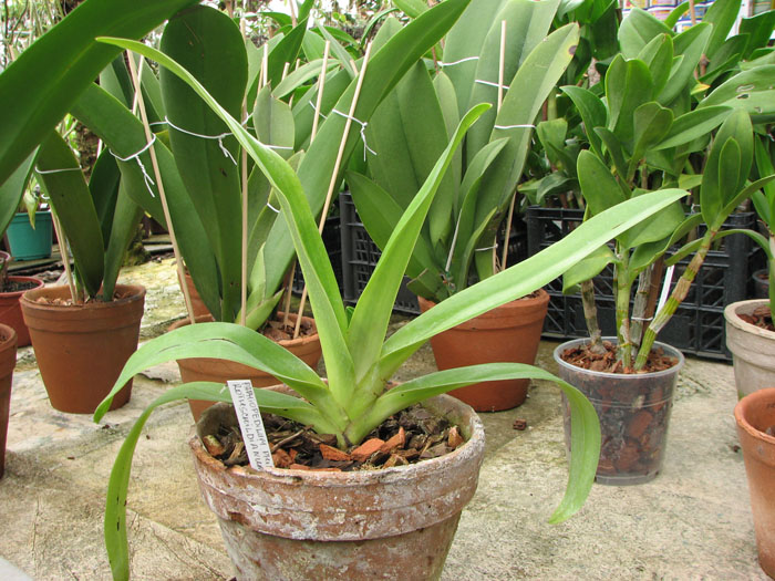 Paphiopedilum St Swithin (philippinense x rothschildianum).jpg