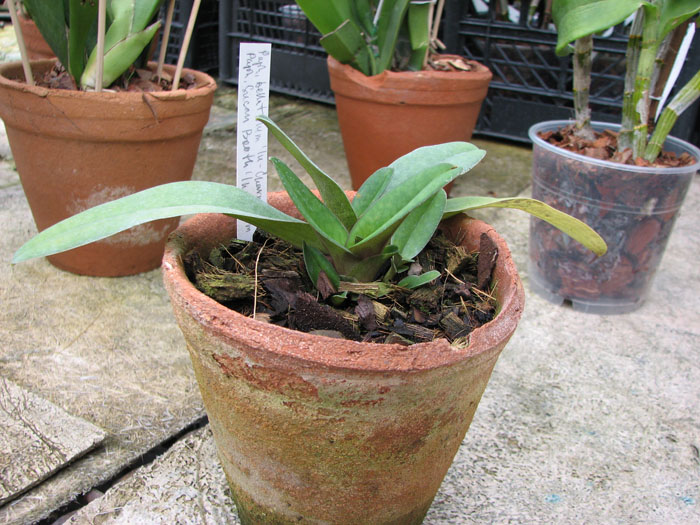 Paphiopedilum bellatulum 'In-Charm' x Paphiopedilum Susan Booth 'In-Charm.jpg