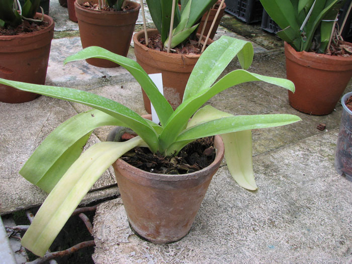 Paphiopedilum Hung Sheng Curet × Enzan Fruit.jpg
