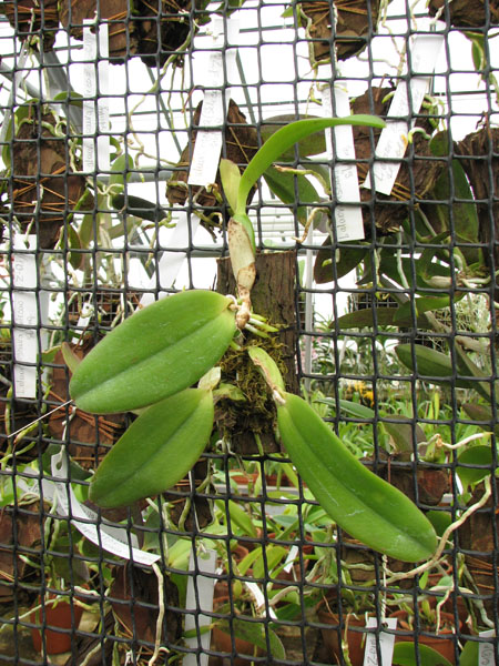 Laelia alaori suave 'Binot' x Cattleya luteola 'Big Star'.jpg