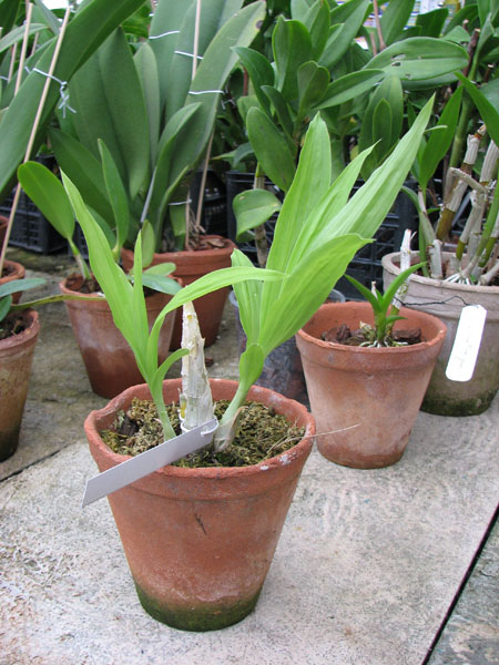 Catasetum Wedling (pileatum x planiceps).jpg