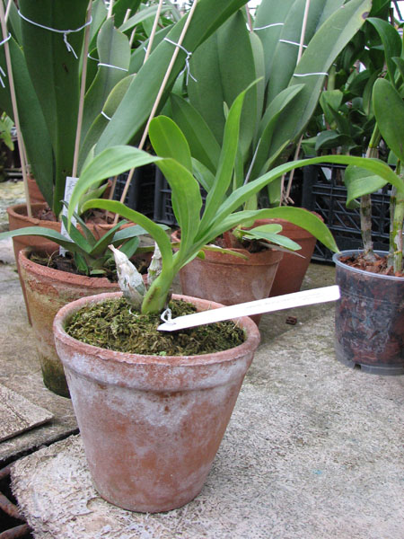 Catasetum Susan Fuchs 'Jumbo'.jpg