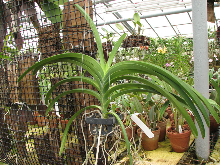 Vanda Sanderiana-Bonchoo x Vanda Taweesuksa.jpg
