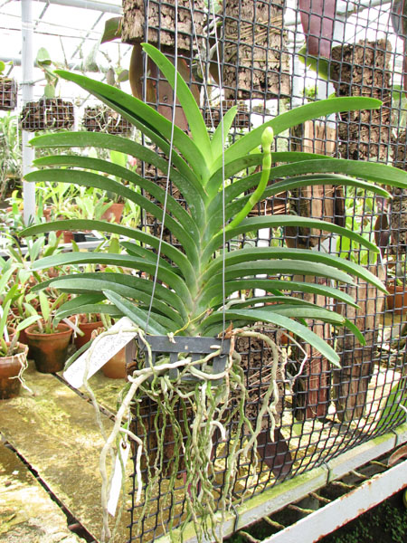 Vanda Somsri Pink x Vanda Golamcos Blue Magic.jpg