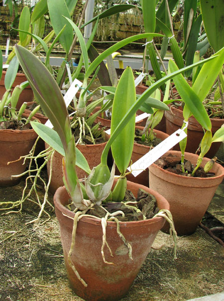 Laelia anceps.jpg