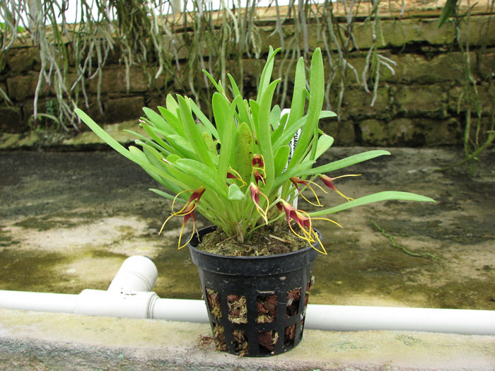 Masdevallia herradurae.jpg