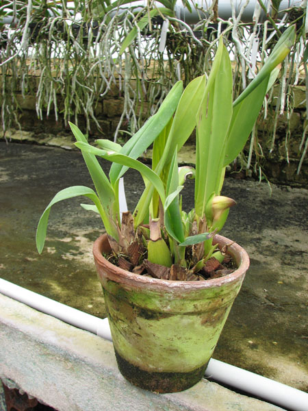 Maxillaria huebschii.jpg