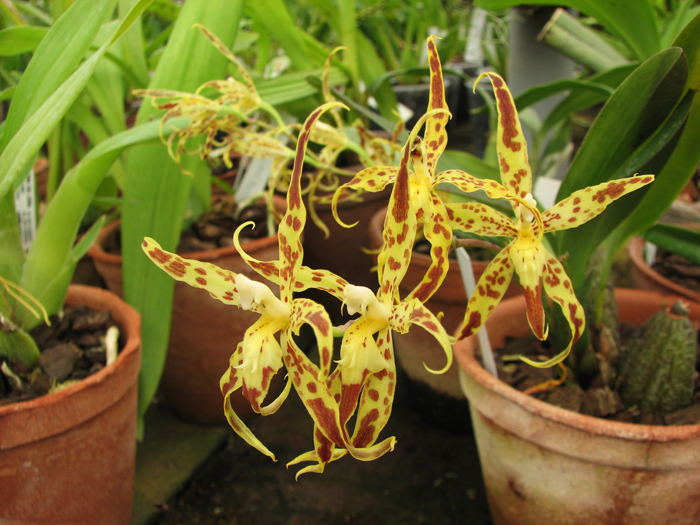 Odontoglossum praestans.jpg