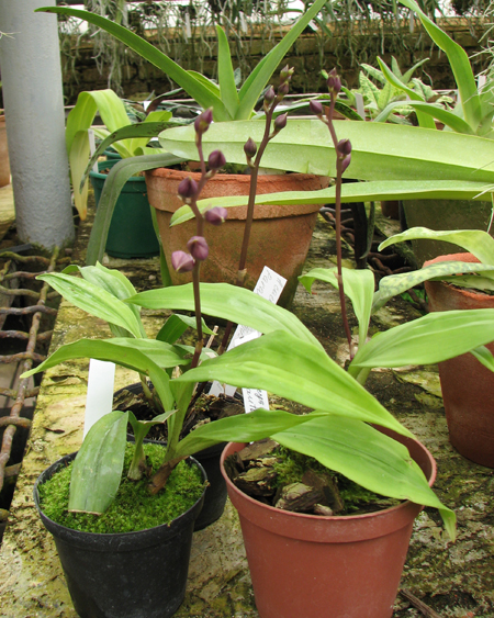 Acacallis cyanea x Paradisanthus micranthus.jpg