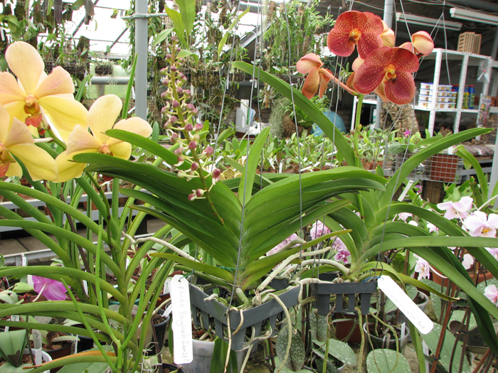 Rhynchorides Bangkok Sunset.jpg