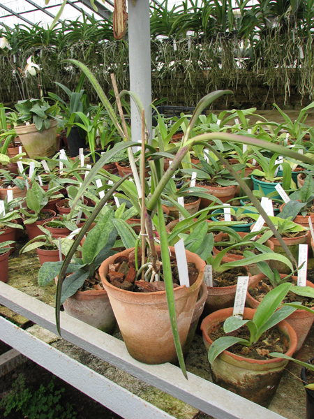 Laeliocattleya Plum Perfection x Brassavola perrinii.jpg