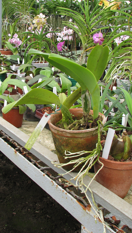 Cattleya trianae amesiana A x Cattleya trianae amesiana B.jpg