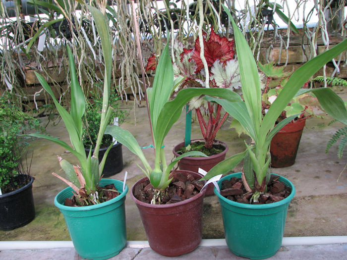 Zygopetalum 'Rhein Moonlight'.jpg