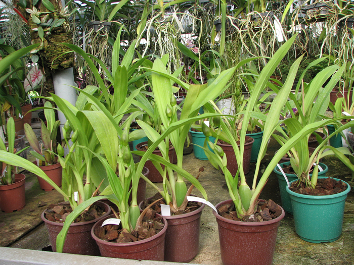 Zygopetalum Barbel Hohn.jpg