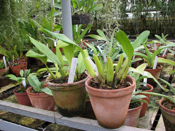 Trichopillia Senne Star (tortilis 'large' x turialbae 'alpha').jpg