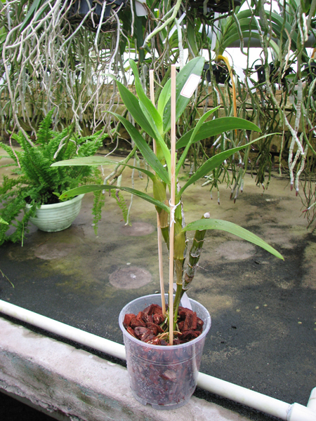 Dendrobium Oriental Smile 'Fantasy'.jpg