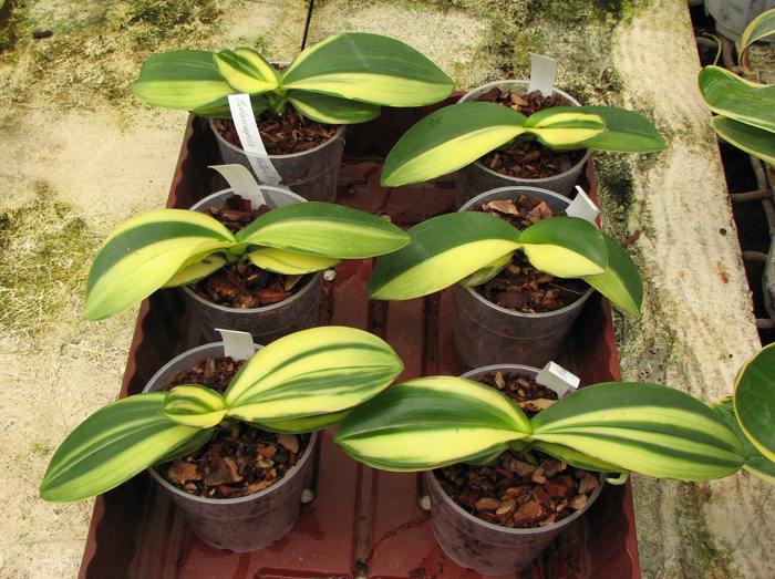 Phalaenopsis Matou Freed.jpg