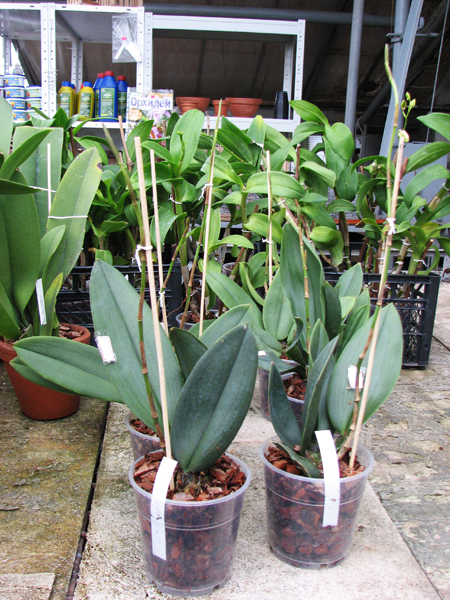 Oncidium papilio.jpg