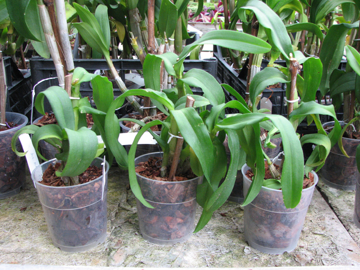 Dendrobium Kultana White Splash.jpg