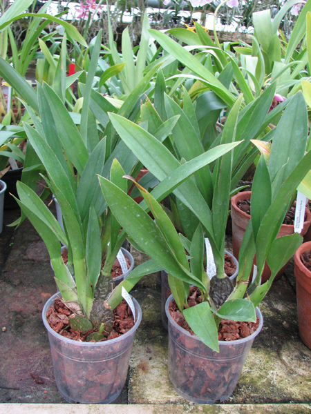 Zelglossoda Calico Gem 'Green Valley #1'.jpg