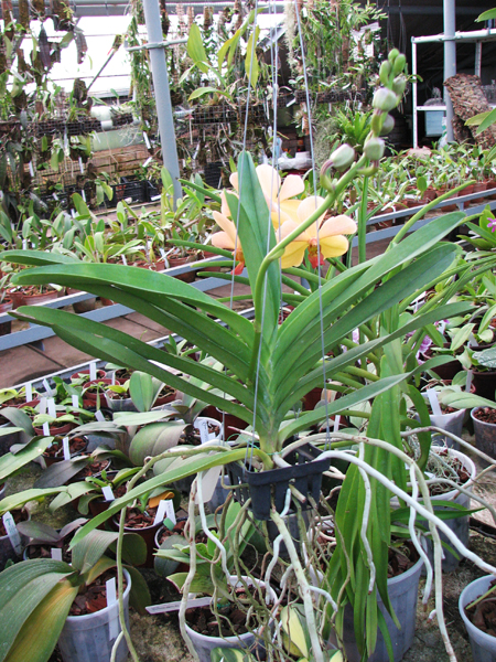 Vanda Kasem's Delight x Vanda Bitz's Heratthrob.jpg