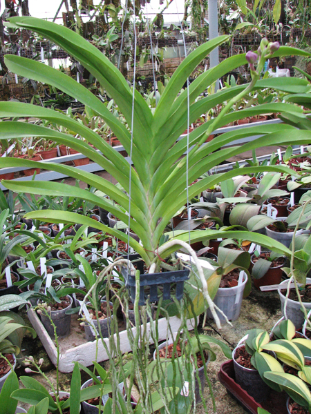 Vanda Apec Blue.JPG