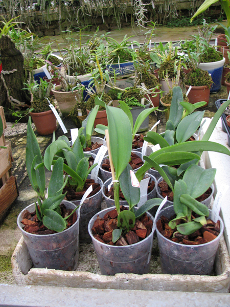 Laeliocattleya Dinard 'Blue Heaven'.jpg
