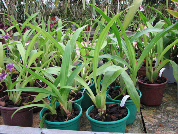 Zygopetalum Rhein Harlequin 'Cappuccino'.jpg
