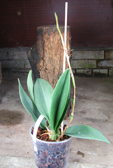 Oncidium papilio.jpg