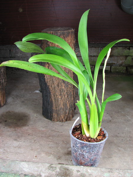 Beallara Marfitch Howard's Dream 'Red Fox'.jpg