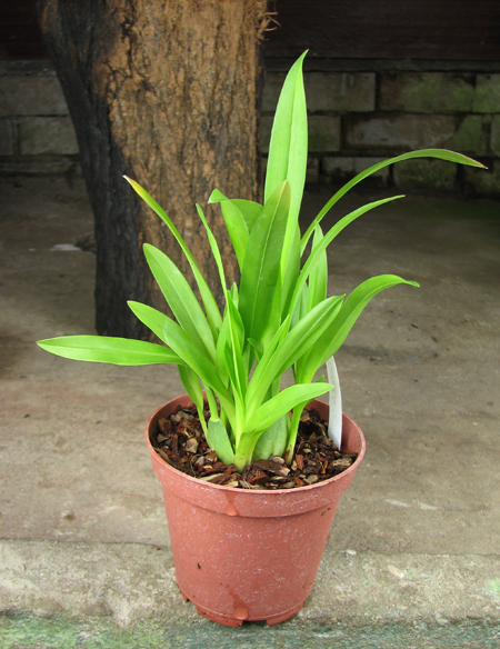 Oncidium Twinkle 'CT Flamingo'.jpg