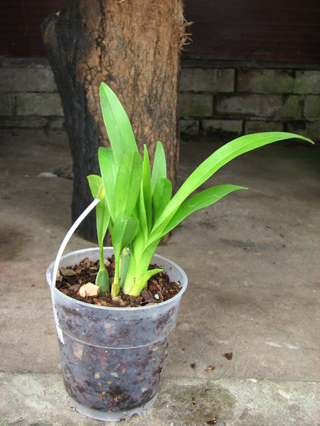 Oncidium Twinkle 'CT White Strong'.jpg