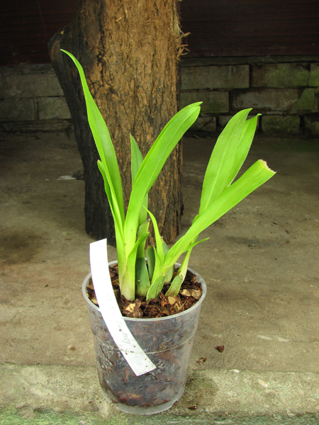Oncidium Twinkle 'Red Fantasy'.jpg