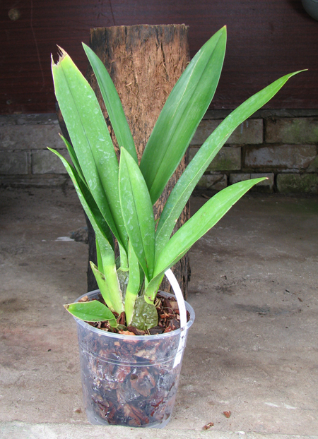 Zelglossoda Calico Gem 'Green Valley #1'.jpg