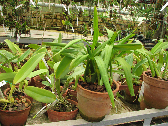 Miltonia clowesii.jpg