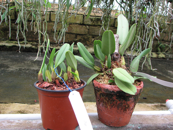 Bulbophyllum fascinator.jpg