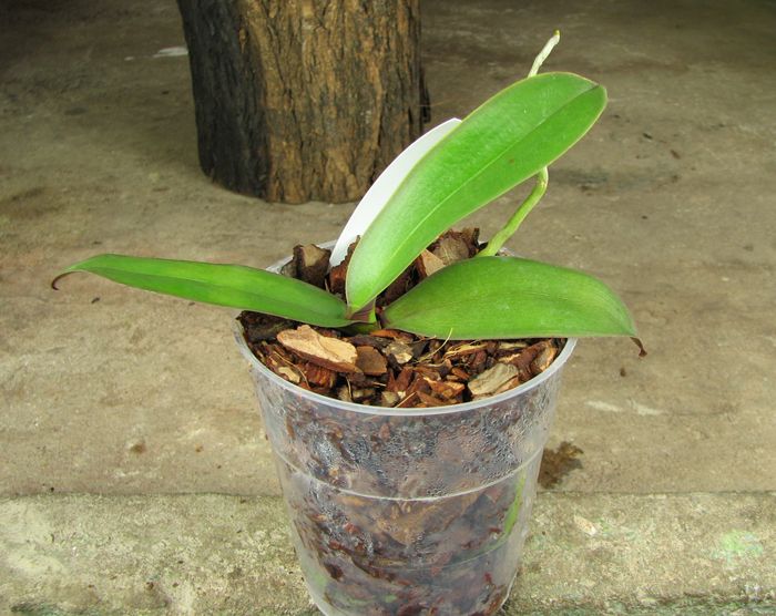 Phalaenopsis stuartiana var nobilis.jpg