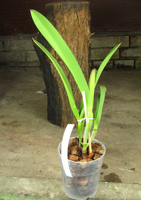 Brassolaelia Morning Glory 'Valentine Kiss'.jpg