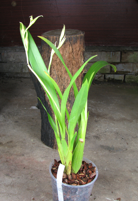 Beallara Peggy Ruth Carpenter 'Morning Joy'.jpg