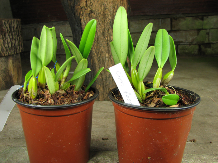 Bulbophyllum fascinator.jpg