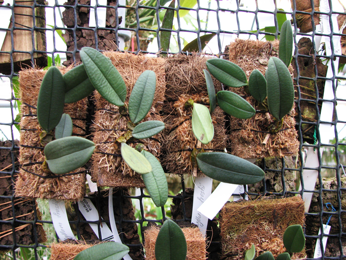 Bulbophyllum frostii.jpg