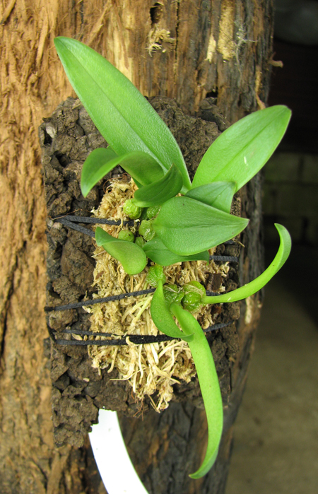 Bulbophyllum miniatum.jpg