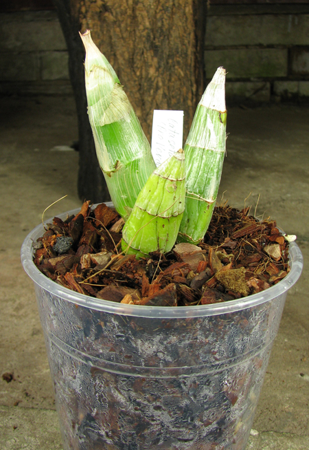 Catasetum pileatum 'Oro Verde'.jpg