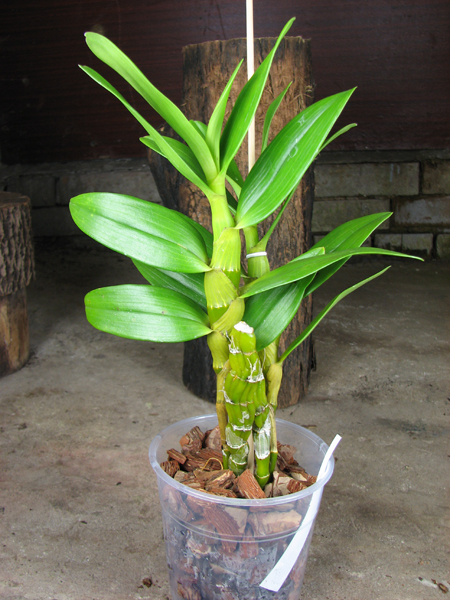 Dendrobium Oriental Smile 'Fantasy'.jpg