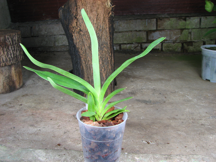 Angraecum sesquipedale.jpg