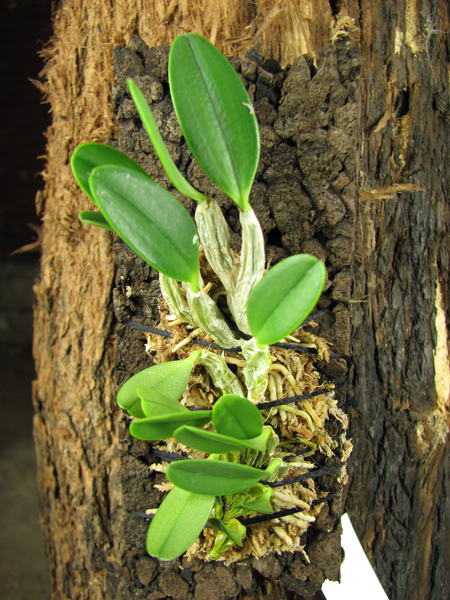 Dendrobium jenkinsii.jpg