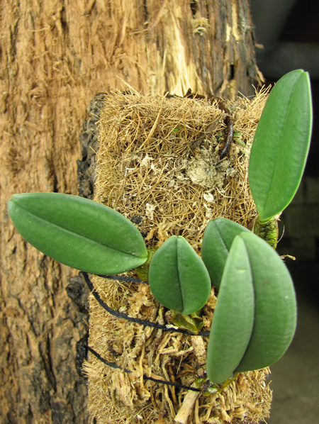 Bulbophyllum frostii.jpg